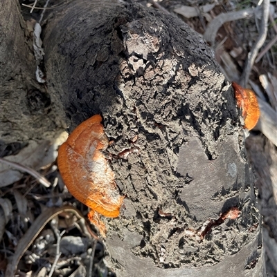 Trametes coccinea (Scarlet Bracket) at Bruce, ACT - 17 Jun 2025 by Dora