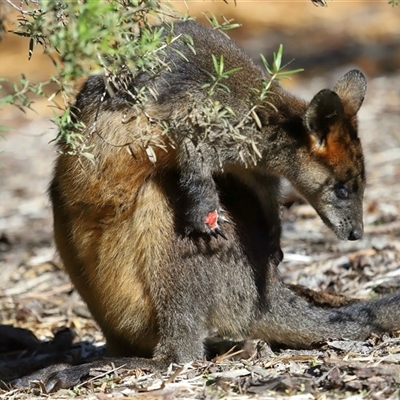 Wallabia bicolor (Swamp Wallaby) at Acton, ACT - 29 Jun 2025 by TimL