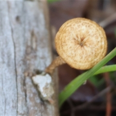 Unverified Cap on a stem; pores below cap [boletes & stemmed polypores] at Balldale, NSW - 29 Jun 2025 by KylieWaldon