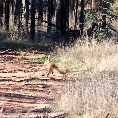 Lepus capensis (Brown Hare) at Balldale, NSW - 29 Jun 2025 by KylieWaldon