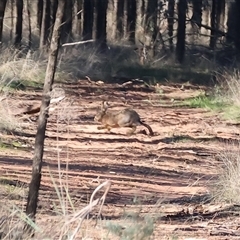 Lepus capensis at Balldale, NSW - 29 Jun 2025 11:12 AM