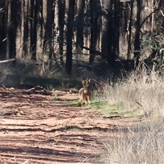 Lepus capensis at Balldale, NSW - 29 Jun 2025 11:12 AM