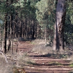 Callitris glaucophylla at Balldale, NSW - 29 Jun 2025 11:14 AM