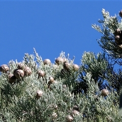 Callitris glaucophylla at Balldale, NSW - 29 Jun 2025 11:14 AM