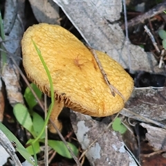 Unverified Cap on a stem; teeth below cap at Balldale, NSW - 29 Jun 2025 by KylieWaldon