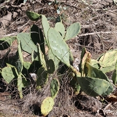 Opuntia stricta (Common Prickly Pear) at Balldale, NSW - Yesterday by KylieWaldon