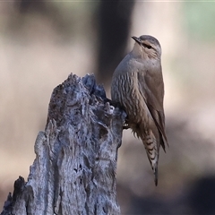 Climacteris picumnus picumnus at Balldale, NSW - 29 Jun 2025 11:53 AM