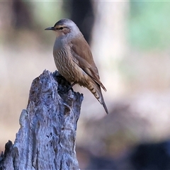 Climacteris picumnus picumnus at Balldale, NSW - 29 Jun 2025 11:53 AM