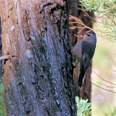 Climacteris picumnus picumnus at Balldale, NSW - 29 Jun 2025 11:53 AM