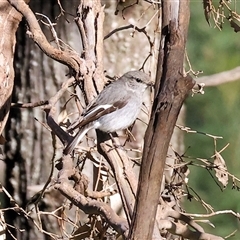 Melanodryas cucullata cucullata (Hooded Robin) at Balldale, NSW - Yesterday by KylieWaldon