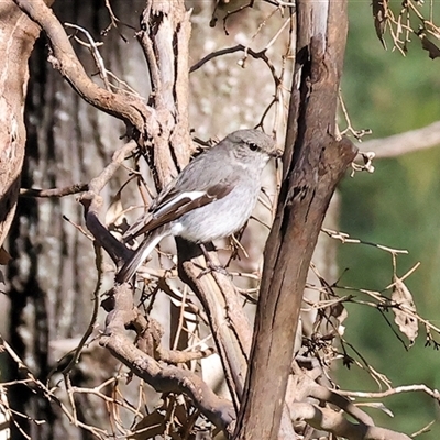 Melanodryas cucullata cucullata (Hooded Robin) at Balldale, NSW - Yesterday by KylieWaldon