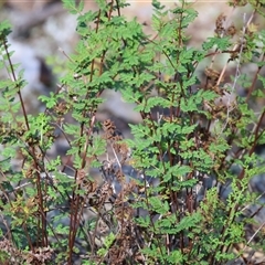 Cheilanthes sieberi subsp. sieberi (Mulga Rock Fern) at Balldale, NSW - 29 Jun 2025 by KylieWaldon