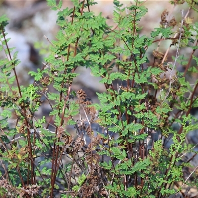 Cheilanthes sieberi subsp. sieberi (Mulga Rock Fern) at Balldale, NSW - 29 Jun 2025 by KylieWaldon