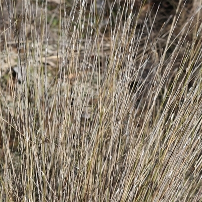 Unverified Grass at Balldale, NSW - 29 Jun 2025 by KylieWaldon