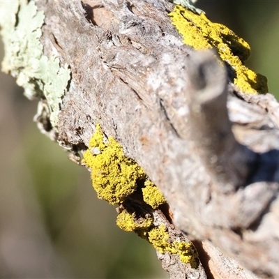Unverified Lichen at Balldale, NSW - 29 Jun 2025 by KylieWaldon