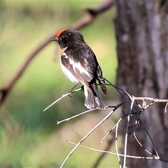 Petroica goodenovii (Red-capped Robin) at Balldale, NSW - 29 Jun 2025 by KylieWaldon
