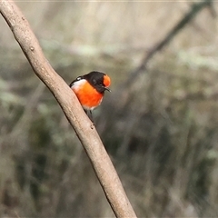 Petroica goodenovii at Balldale, NSW - 29 Jun 2025 11:44 AM