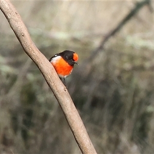 Petroica goodenovii at Balldale, NSW - 29 Jun 2025 11:44 AM