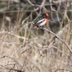 Petroica goodenovii at Balldale, NSW - 29 Jun 2025 11:44 AM