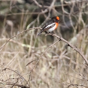 Petroica goodenovii at Balldale, NSW - 29 Jun 2025 11:44 AM
