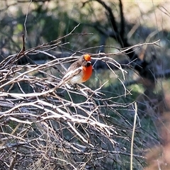 Petroica goodenovii at Balldale, NSW - 29 Jun 2025 11:44 AM