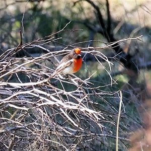 Petroica goodenovii at Balldale, NSW - 29 Jun 2025 11:44 AM