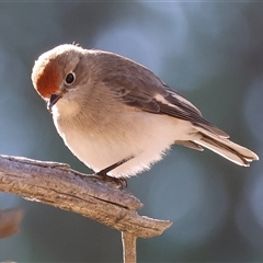 Petroica goodenovii (Red-capped Robin) at Balldale, NSW - 29 Jun 2025 by KylieWaldon