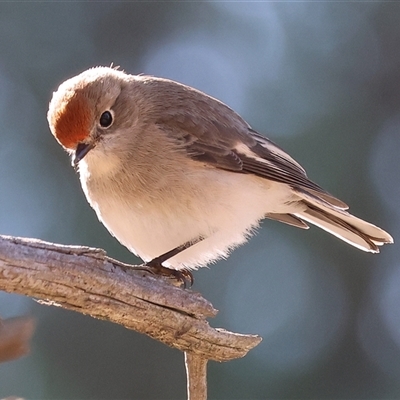 Petroica goodenovii (Red-capped Robin) at Balldale, NSW - 29 Jun 2025 by KylieWaldon