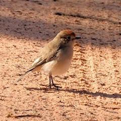 Petroica goodenovii at Balldale, NSW - 29 Jun 2025 11:48 AM
