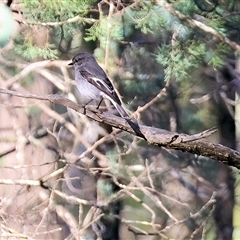 Melanodryas cucullata cucullata (Hooded Robin) at Balldale, NSW - Yesterday by KylieWaldon