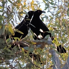 Corcorax melanorhamphos (White-winged Chough) at Balldale, NSW - Yesterday by KylieWaldon