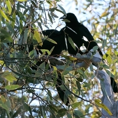Corcorax melanorhamphos at Balldale, NSW - 29 Jun 2025 11:59 AM