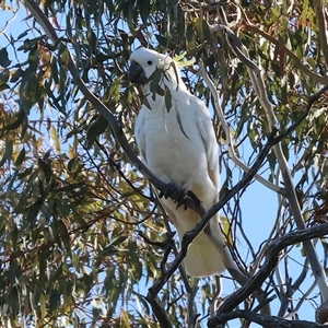Cacatua galerita (Sulphur-crested Cockatoo) at Balldale, NSW - 29 Jun 2025 by KylieWaldon