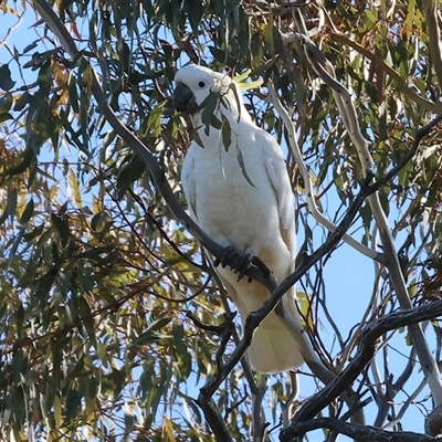 Cacatua galerita (Sulphur-crested Cockatoo) at Balldale, NSW - Yesterday by KylieWaldon