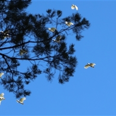 Cacatua galerita at Balldale, NSW - 29 Jun 2025 12:17 PM