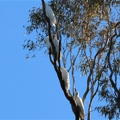 Cacatua galerita at Balldale, NSW - 29 Jun 2025 12:17 PM
