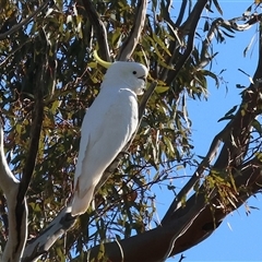 Cacatua galerita at Balldale, NSW - 29 Jun 2025 12:17 PM