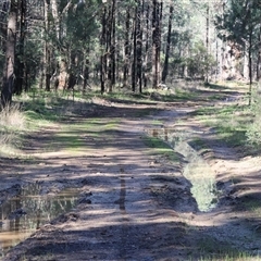 Cacatua galerita at Balldale, NSW - 29 Jun 2025 12:17 PM