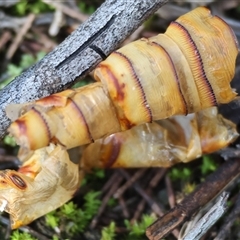 Hepialidae (family) IMMATURE at Balldale, NSW - 29 Jun 2025 12:07 PM