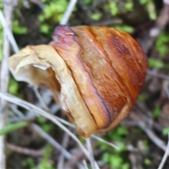 Hepialidae (family) IMMATURE at Balldale, NSW - 29 Jun 2025 12:07 PM