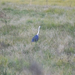 Ardea pacifica (White-necked Heron) at Jamberoo, NSW - Today by plants