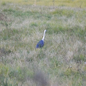 Ardea pacifica (White-necked Heron) at Jamberoo, NSW - 30 Jun 2025 by plants