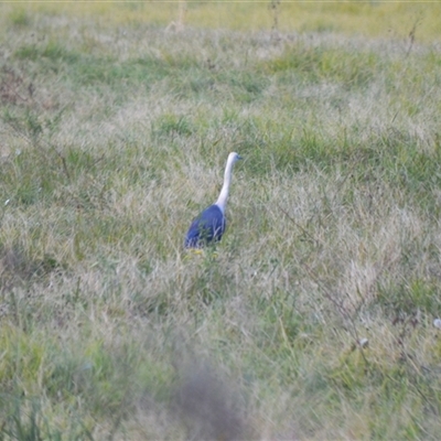 Ardea pacifica (White-necked Heron) at Jamberoo, NSW - Today by plants