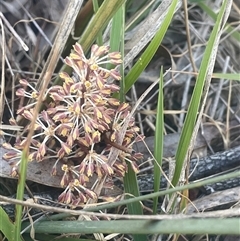 Lomandra multiflora (Many-flowered Matrush) at Nanima, NSW - 26 Oct 2024 by JaneR