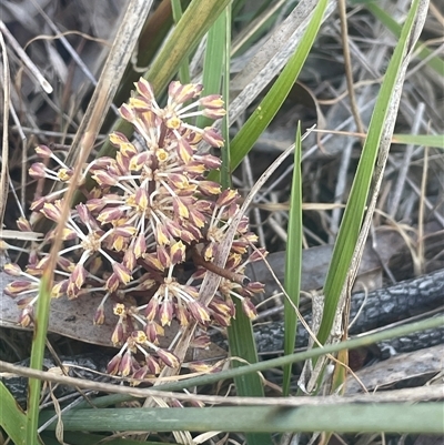 Lomandra multiflora (Many-flowered Matrush) at Nanima, NSW - 26 Oct 2024 by JaneR