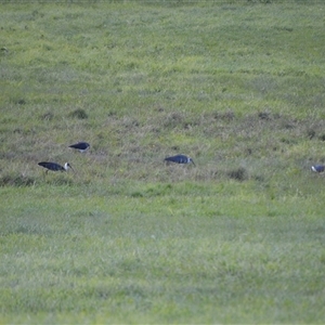 Threskiornis spinicollis at Jamberoo, NSW - 30 Jun 2025 02:15 AM