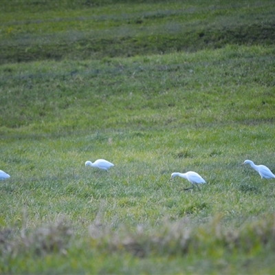 Bubulcus coromandus (Eastern Cattle Egret) at Jamberoo, NSW - Today by plants