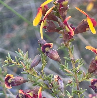 Dillwynia sericea at Nanima, NSW - 26 Oct 2024 by JaneR