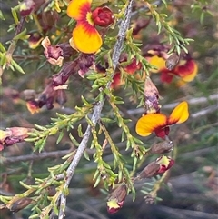 Dillwynia phylicoides at Nanima, NSW - 26 Oct 2024 12:56 PM