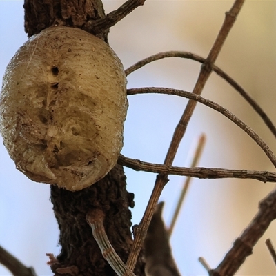 Mantidae - egg case (family) (Egg case of praying mantis) at Balldale, NSW - Yesterday by KylieWaldon